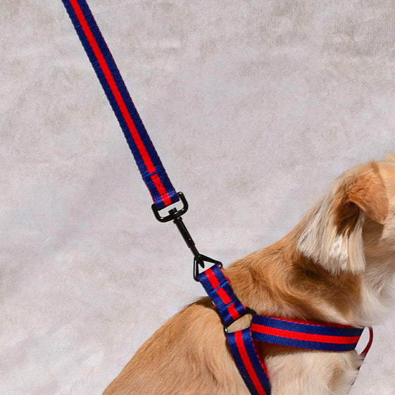 Le Classic dog leash and harness in Rue St Honore
