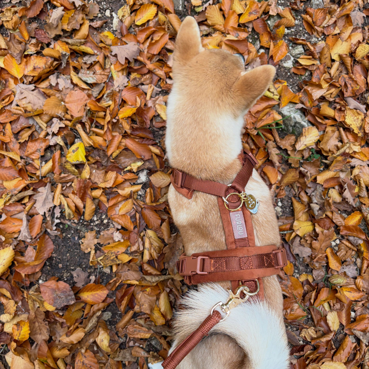 Shiba inu wearing clay velvet harness